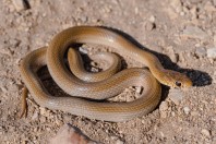Eirenis decemlineatus, Aakroum