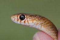 Eirenis decemlineatus, Aakroum