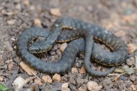 Natrix tessellata, Deir Janine