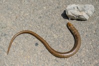 Pseudopus apodus levantinus, Beino