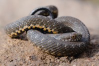 Natrix tessellata, Aarqa