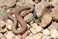 Malpolon insignitus, Marj El Simah