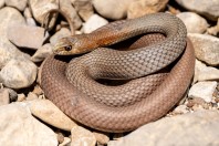 Malpolon insignitus, Marj El Simah