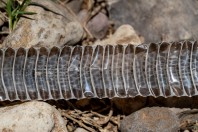 Dolichophis jugularis, Qnabeh
