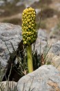 Arum sp., Qnabeh