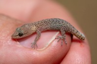 Mediodactylus amictopholis, Qnabeh