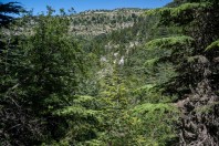 Horsh Ehden