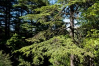 Horsh Ehden