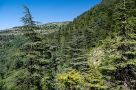 Horsh Ehden