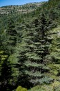 Horsh Ehden