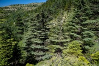 Horsh Ehden