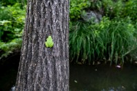 Hyla savignyi, Qsair
