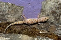 Hemidactylus turcicus, Qsair
