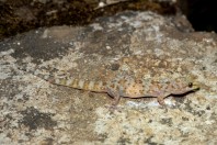 Hemidactylus turcicus, Qsair