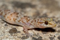 Hemidactylus turcicus, Qsair