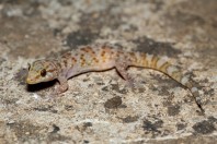 Hemidactylus turcicus, Qsair