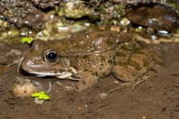 Pelophylax bedriagae, Qsair