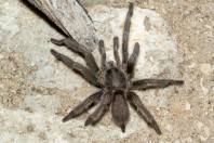 Chaetopelma olivaceum, Qsair