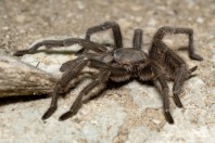 Chaetopelma olivaceum, Qsair