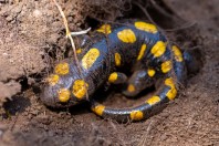 Salamandra infraimmaculata, Fnaidek