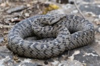 Montivipera bornmuelleri, Fnaidek