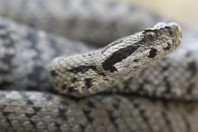 Montivipera bornmuelleri, Fnaidek