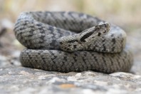 Montivipera bornmuelleri, Fnaidek