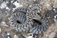 Montivipera bornmuelleri, Fnaidek