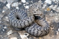 Montivipera bornmuelleri, Fnaidek
