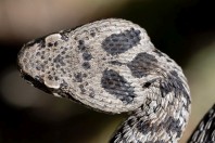 Montivipera bornmuelleri, Fnaidek