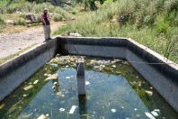 Pelophylax bedriagae, Fnaidek