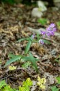 Cephalanthera sp., Fnaidek