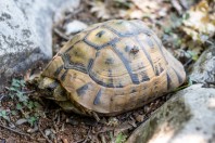 Testudo graeca, Fnaidek