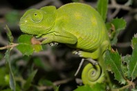 Chamaeleo chamaeleon, Qoubaiyat
