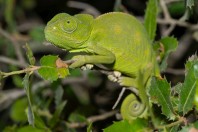 Chamaeleo chamaeleon, Qoubaiyat