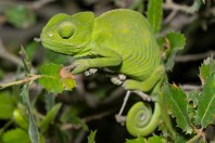 Chamaeleo chamaeleon, Qoubaiyat
