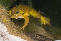 Pelophylax bedriagae, Qoubaiyat