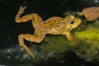 Pelophylax bedriagae, Qoubaiyat