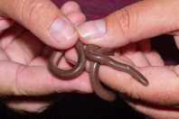 Xerotyphlophs syriacus, Qoubaiyat