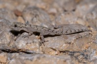 Mediodactylus orientalis, Qoubaiyat