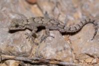 Mediodactylus orientalis, Qoubaiyat