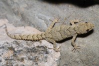 Mediodactylus orientalis, Qoubaiyat