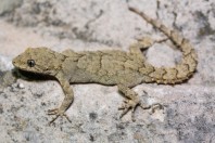 Mediodactylus orientalis, Qoubaiyat