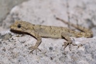 Mediodactylus orientalis, Qoubaiyat