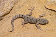 Mediodactylus orientalis, Qoubaiyat