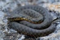 Natrix tessellata, Qoubaiyatv
