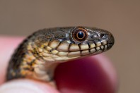 Natrix tessellata, Qoubaiyat
