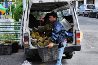 Harvest of Durio sp.