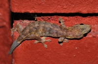 Hemiphyllodactylus titiwangsaensis