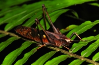 Neurčená Orthoptera v Cameronské vysočině